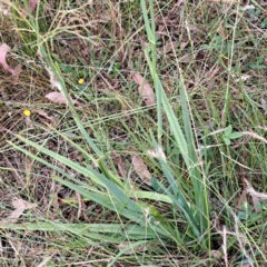 Dianella sp. aff. longifolia (Benambra) (Pale Flax Lily, Blue Flax Lily) at Mount Majura - 6 Jan 2023 by abread111