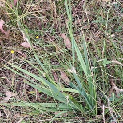 Dianella sp. aff. longifolia (Benambra) (Pale Flax Lily, Blue Flax Lily) at Mount Majura - 6 Jan 2023 by abread111