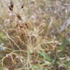 Dianella sp. aff. longifolia (Benambra) at Hackett, ACT - 6 Jan 2023 11:28 AM