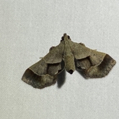 Gauna aegusalis (Pyraline moth) at Numeralla, NSW - 1 Jan 2023 by Steve_Bok