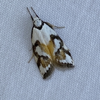 Cosmaresta anarrecta (A Concealer Moth, Wingia Group) at Numeralla, NSW - 2 Jan 2023 by SteveBorkowskis