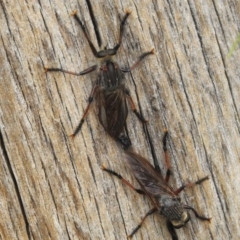 Neoaratus hercules (Herculean Robber Fly) at Stromlo, ACT - 6 Jan 2023 by JohnBundock