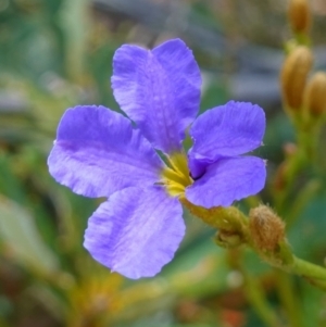 Dampiera stricta at Vincentia, NSW - suppressed