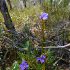 Dampiera stricta at Vincentia, NSW - suppressed