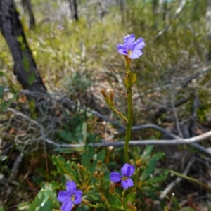 Dampiera stricta at Vincentia, NSW - suppressed