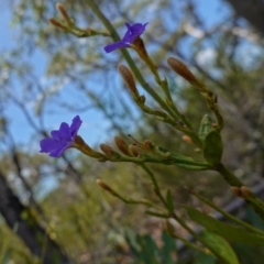 Dampiera stricta at Vincentia, NSW - suppressed