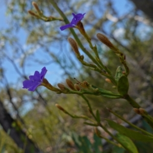 Dampiera stricta at Vincentia, NSW - suppressed