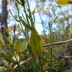 Dampiera stricta at Vincentia, NSW - suppressed