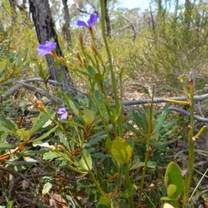 Dampiera stricta at Vincentia, NSW - suppressed