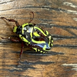 Eupoecila australasiae at O'Connor, ACT - 4 Jan 2023