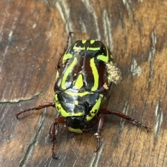 Eupoecila australasiae at O'Connor, ACT - 4 Jan 2023