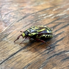 Eupoecila australasiae at O'Connor, ACT - 4 Jan 2023