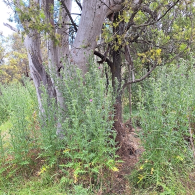 Cirsium vulgare (Spear Thistle) at Hackett, ACT - 6 Jan 2023 by abread111