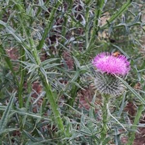 Cirsium vulgare at Hackett, ACT - 6 Jan 2023