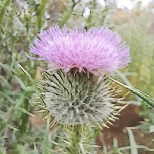 Cirsium vulgare at Hackett, ACT - 6 Jan 2023