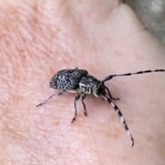 Ancita sp. (genus) (Longicorn or longhorn beetle) at Acton, ACT - 4 Jan 2023 by AndrewCB