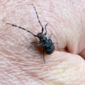 Ancita sp. (genus) at Acton, ACT - 4 Jan 2023