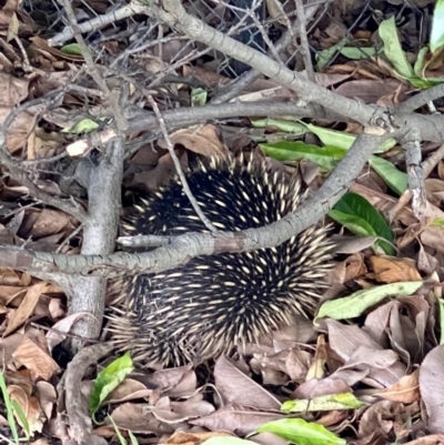 Tachyglossus aculeatus (Short-beaked Echidna) at O'Connor, ACT - 3 Jan 2023 by AndrewCB