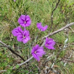 Thysanotus tuberosus (Common Fringe-lily) at Captains Flat, NSW - 5 Jan 2023 by Csteele4