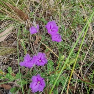 Thysanotus tuberosus at Captains Flat, NSW - 5 Jan 2023