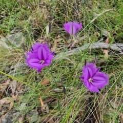 Thysanotus tuberosus at Captains Flat, NSW - 5 Jan 2023