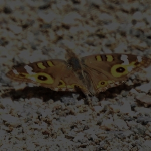 Junonia villida at Stromlo, ACT - 6 Jan 2023 12:00 PM