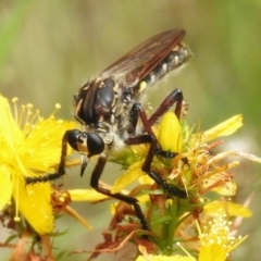 Chrysopogon muelleri (Robber fly) at Woodstock Nature Reserve - 6 Jan 2023 by JohnBundock