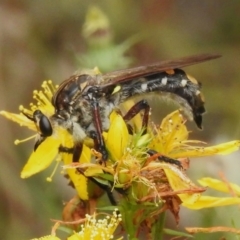 Chrysopogon muelleri at Coree, ACT - 6 Jan 2023