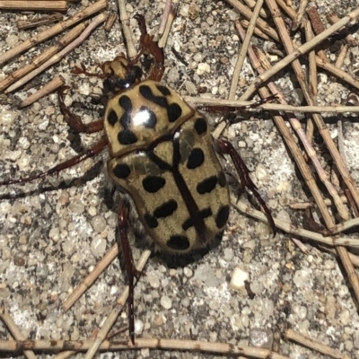 Neorrhina punctata (Spotted flower chafer) at Cotter Reserve - 6 Jan 2023 by Dora