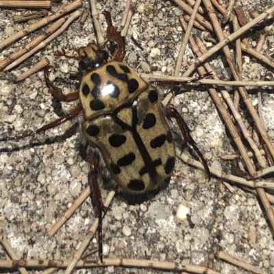 Neorrhina punctatum (Spotted flower chafer) at Stromlo, ACT - 6 Jan 2023 by Dora