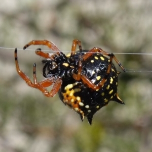 Austracantha minax at Vincentia, NSW - 1 Jan 2023