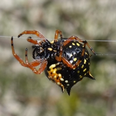 Austracantha minax (Christmas Spider, Jewel Spider) at Vincentia, NSW - 1 Jan 2023 by RobG1