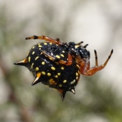 Austracantha minax at Vincentia, NSW - 1 Jan 2023