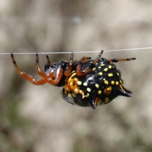Austracantha minax at Vincentia, NSW - 1 Jan 2023 12:43 PM