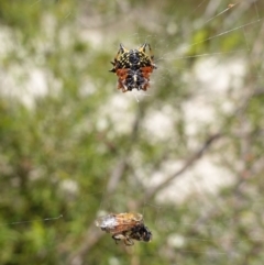 Austracantha minax at Vincentia, NSW - 1 Jan 2023