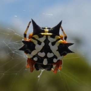 Austracantha minax at Vincentia, NSW - 1 Jan 2023