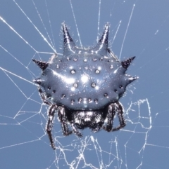 Austracantha minax (Christmas Spider, Jewel Spider) at Vincentia, NSW - 1 Jan 2023 by RobG1