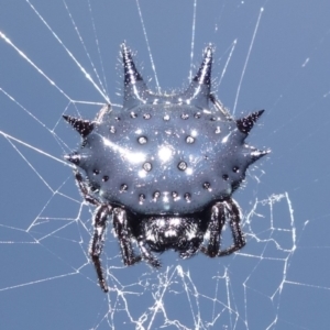 Austracantha minax at Vincentia, NSW - 1 Jan 2023