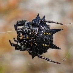 Austracantha minax at Vincentia, NSW - 1 Jan 2023