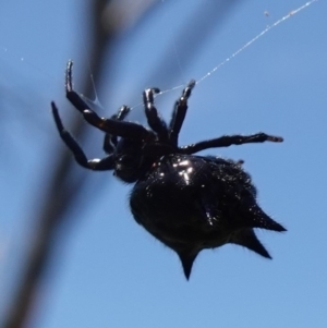 Austracantha minax at Vincentia, NSW - 1 Jan 2023 01:14 PM