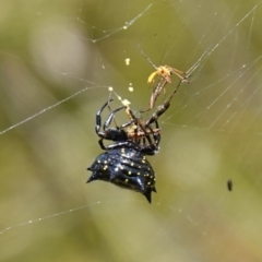 Austracantha minax at Vincentia, NSW - 1 Jan 2023