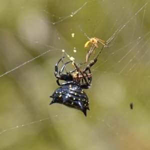 Austracantha minax at Vincentia, NSW - 1 Jan 2023