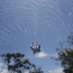 Austracantha minax at Vincentia, NSW - 1 Jan 2023