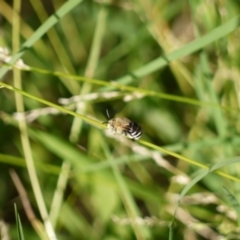 Amegilla sp. (genus) (Blue Banded Bee) at Holt, ACT - 6 Jan 2023 by darrenw