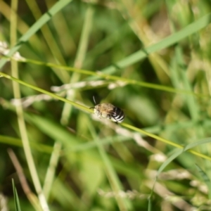 Amegilla sp. (genus) at Holt, ACT - 6 Jan 2023