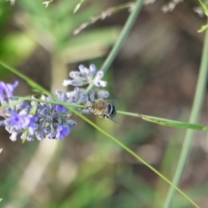 Amegilla sp. (genus) at Holt, ACT - suppressed