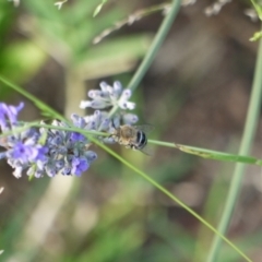 Amegilla sp. (genus) at Holt, ACT - 6 Jan 2023