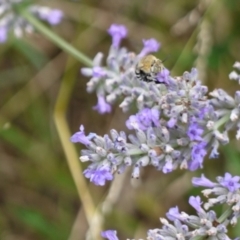 Amegilla sp. (genus) at Holt, ACT - suppressed