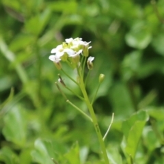 Rorippa microphylla (One-rowed Watercress) at Gigerline Nature Reserve - 6 Jan 2023 by RodDeb