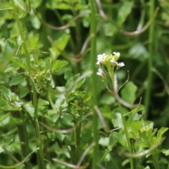 Rorippa microphylla at Tennent, ACT - 6 Jan 2023